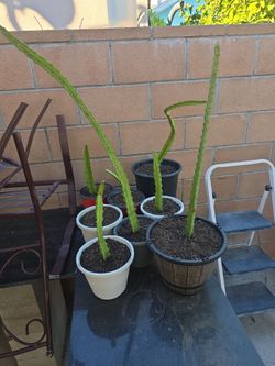 Yellow pitaya cutting