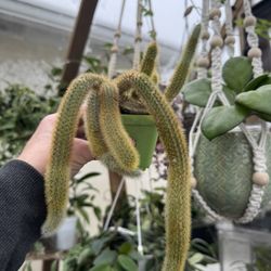 Golden Rat Tail Cactus (Cleistocactus winteri)(bright Orange/red Blooms)
