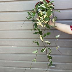 8” hoya queen tricolor high variegation