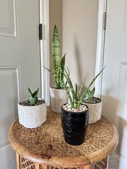 Sansevieria plants
