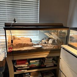 Bearded dragon with tank and stand