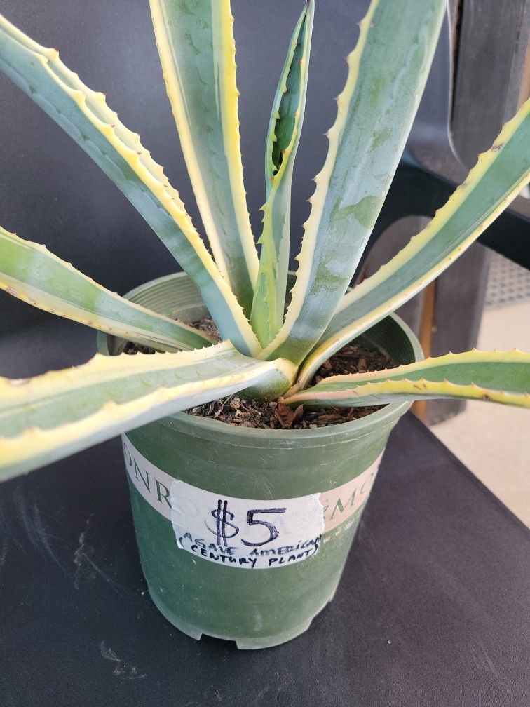 Agave Americana (Century Plant)
