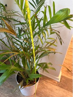 Areca palm