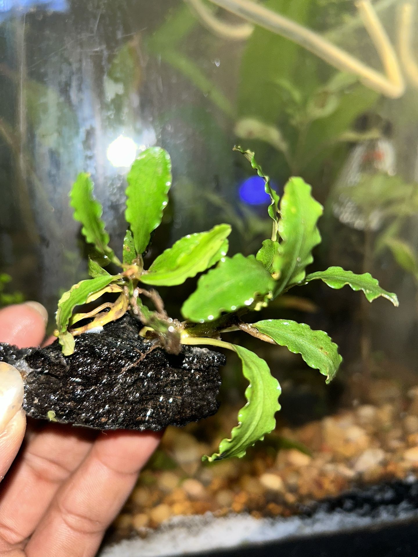 Bucephalandra Godzilla Rhizomes
