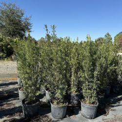 Podocarpus Plants