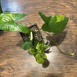 Syngonium Aurea Plant