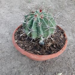 Devil's Turn Cactus Plant