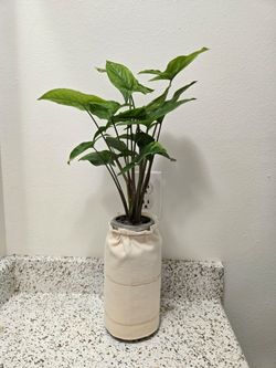 Hydroponic Syngonium Podophyllum aka Arrowhead Plant