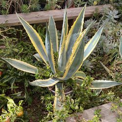 Vera Gated Century Plant