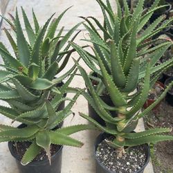 Aloe Plants 