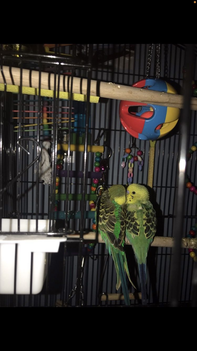 Animals . Birds Parakeets .