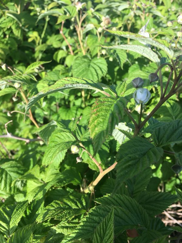 Raspberry plants for Sale in Auburn, WA OfferUp