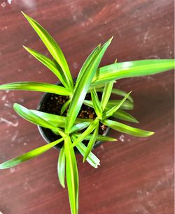 Variegated Hawaiian Spider Plant in 4” Pot