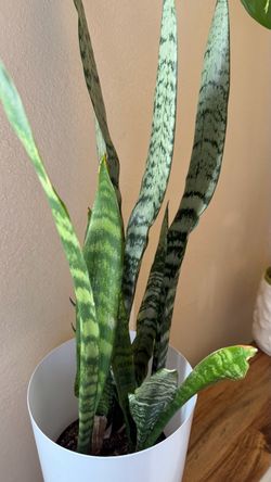Sansevieria