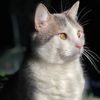 The Happy Cat