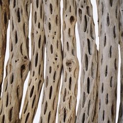 10 9” Cholla Wood Pieces | Shrimp | Fish | Reptiles | Rodents | Crafts
