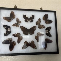 Butterfly Taxidermy Framed Art 