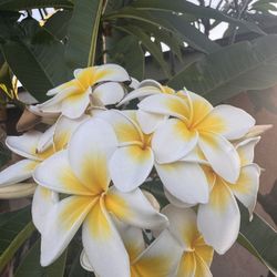 Plumeria’ And Plants!!!
