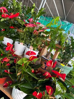 Anthurium plants in 6” pots $20 each