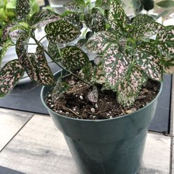 🪴🪴PINK POLK DOT 🪴🪴🪴