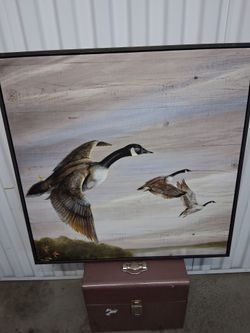 Canadian Geese or CHARLOTTE GEESE??
