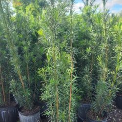 Spectacular Podocarpus Plants For Privacy!!! About 4 Feet Tall! Fertilized 