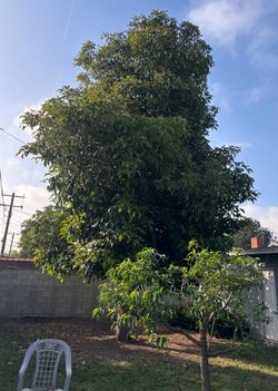 Trees trimming