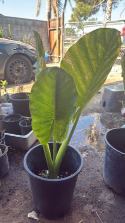 Planta de elefante