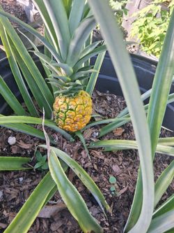 Mini pineapple plant 25 gallons