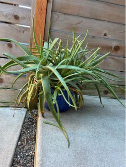 Huge Aloe