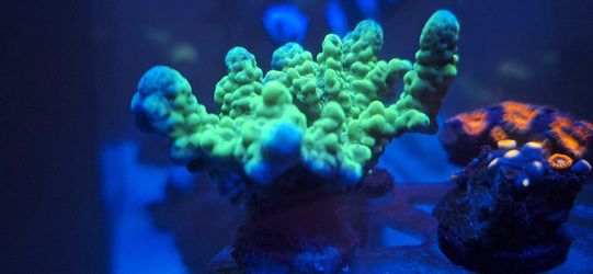 Fake Neon ACRO Mini Colony Aquarium Decoration 