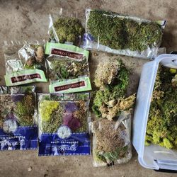 Tons Of Preserved Moss