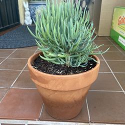 Senecio Succulent Bush