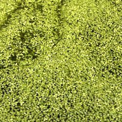 Duckweed