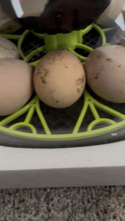 Balut