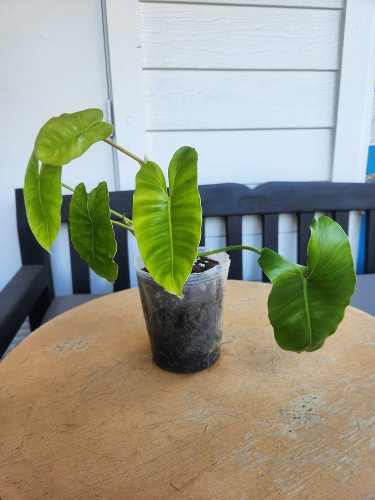 6 Inch Tropical Plant 