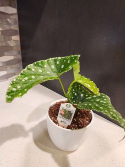 Angel Wing Begonia 'Flamingo Queen' Live Plant