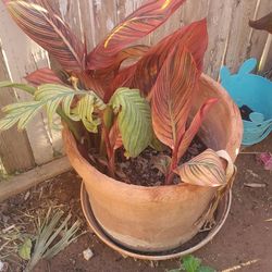 Real Plant (Tropicana Lily) Plant