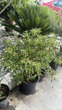 Chiltepin Plants