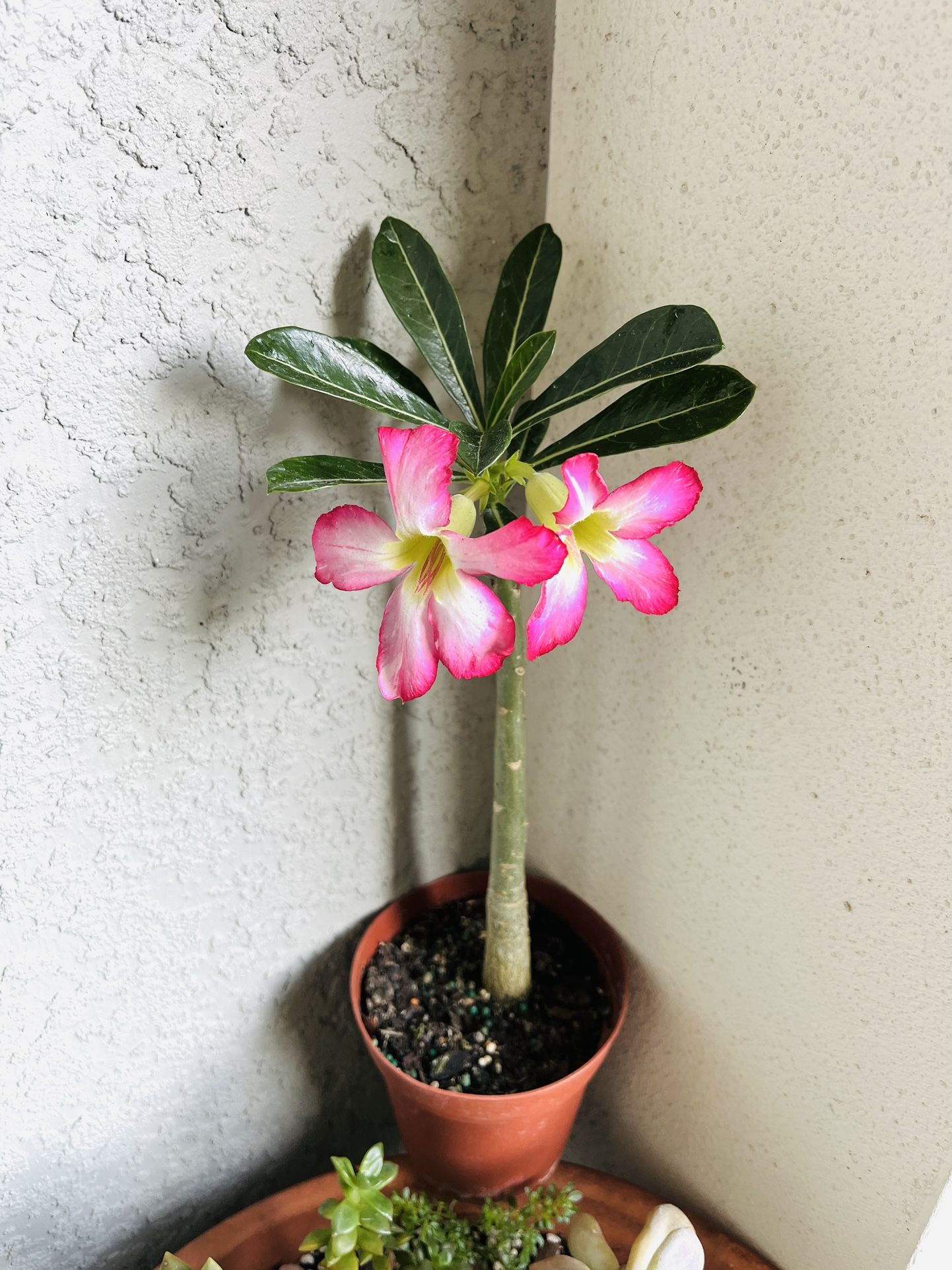 Desert Rose Plant 