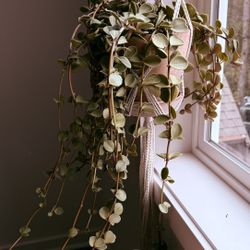 Peperomia Hope Succulent