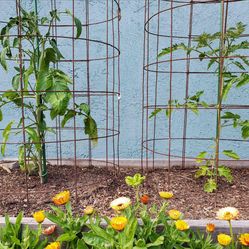 Tomato trellis cages and tools