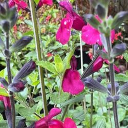 🌺 Blooming Salvia – Cherry Lips, Arctic Blaze Red & Hot Lips! 🌺
