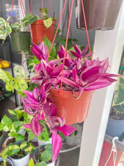 Inchplant (Tradescantia Zebra)
