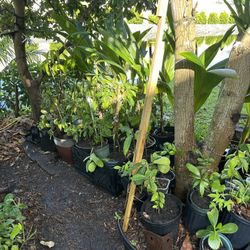 Guanábanas / Soursop Air layer 