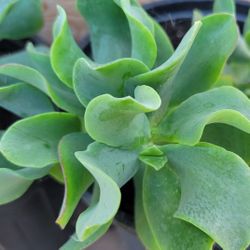 Curly Leaf Jade Plants $7