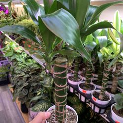 4” Pot Size: Dracaena Elegance & Fragrans ‘Sted Sol Cane’; $12 Each