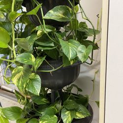 Fresh House Plants Three Tire Planter Pet and Smoke Free Home Very Healthy 