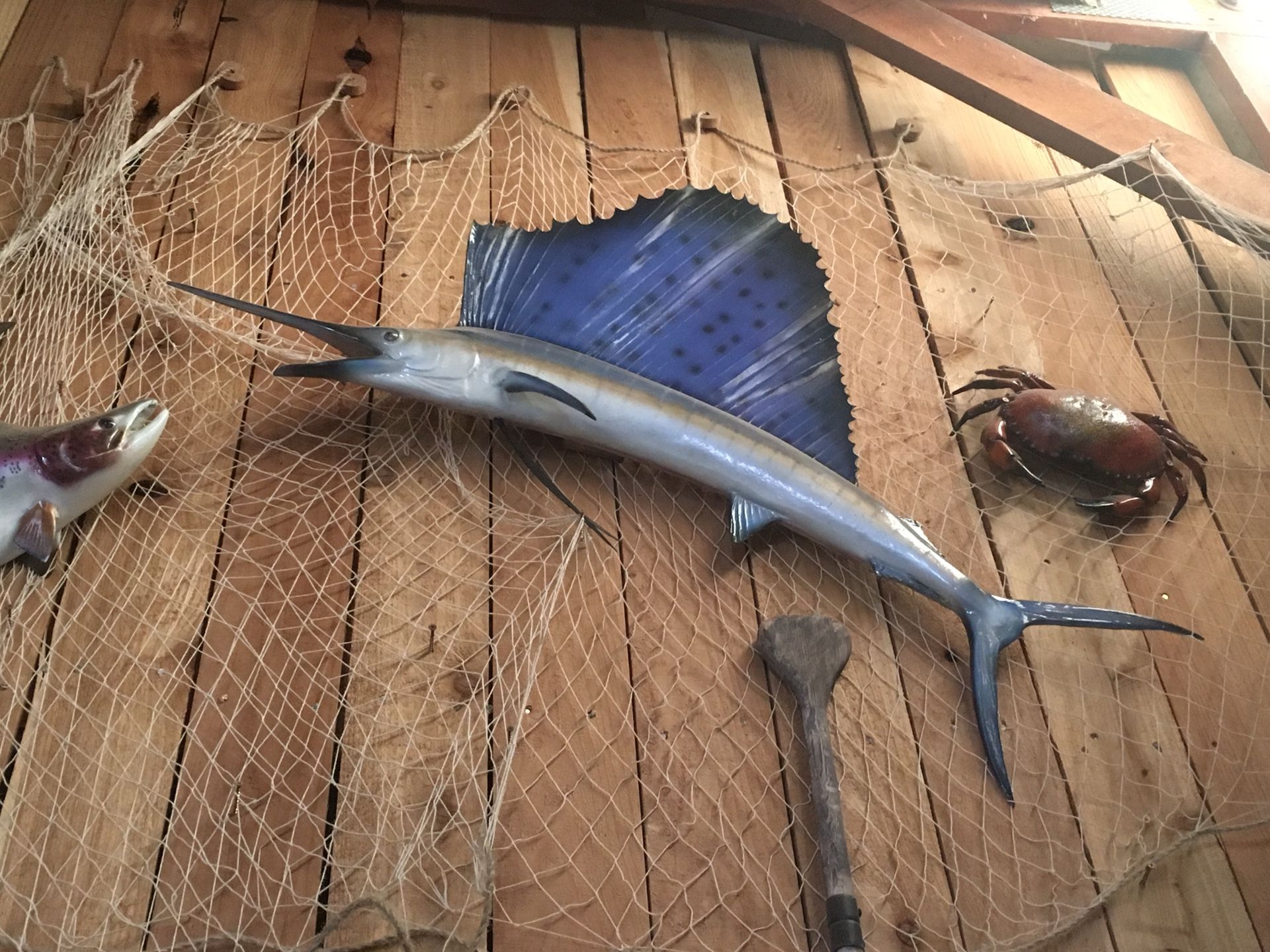 FISH TAXIDERMY SALE (Sailfish, Salmon &Rainbow Trout) MUST SEE!