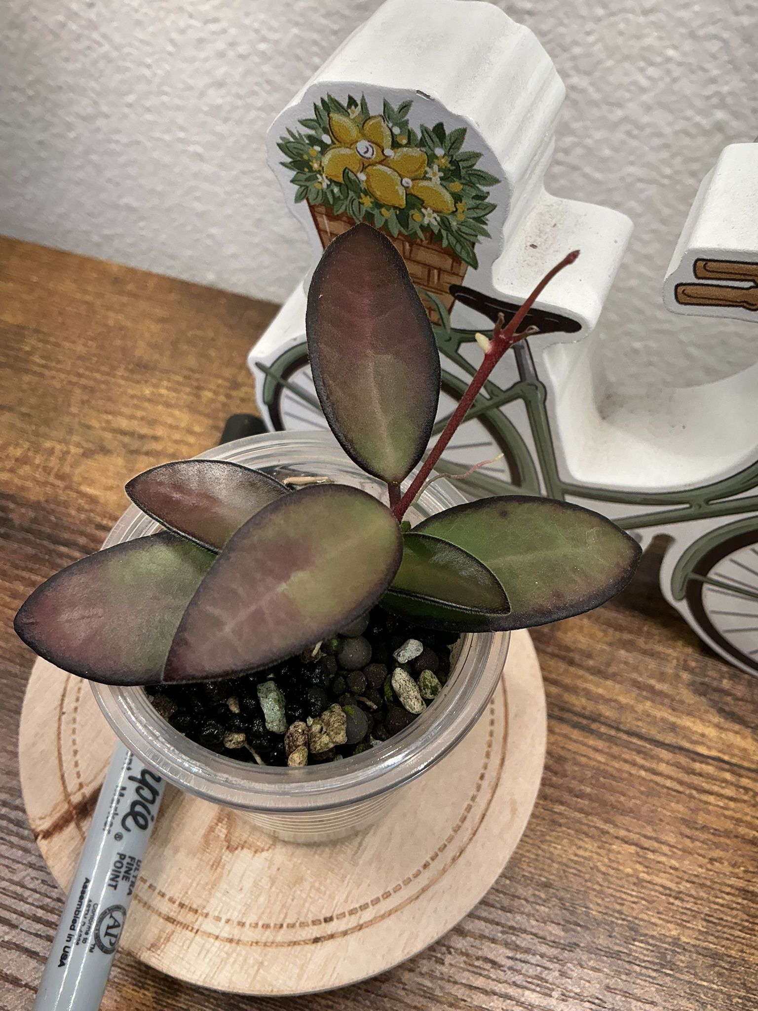 Hoya Rosita